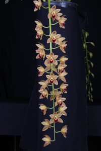 Cym. Doris Hirata Charm HCC 75 PTS. Inflorescence